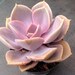 Succulent plant, Echeveria Perle Von Nurnberg