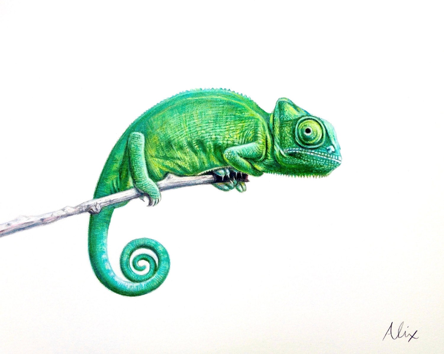 Chameleon colored pencil drawing ORIGINAL