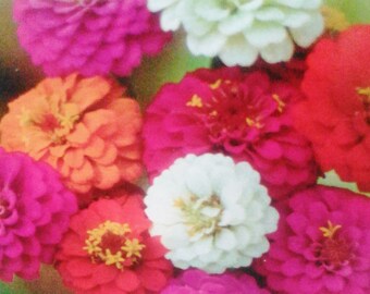 ZINNIA SEEDS, Zinnia Seed Medley, Zinnia, Seed, Flower seeds, Flower, Seeds, Bluebonnet seeds, DiDiGifts