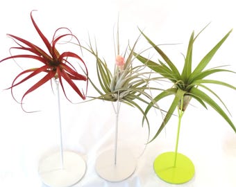 Air Plant on Colorful Tall Metal Plant Stand Home Decor , Office Accessory , Unique Plant , Choose your Plant , Choose your Planter Color