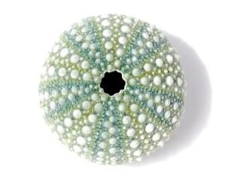Sea urchin shell print, beach mint wall art, sea shell print, beach theme art, beach cottage decor, green shell print, new zealand kina