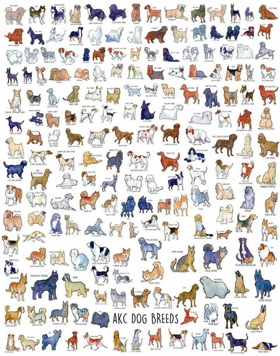All AKC dog breeds poster