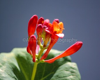 Mother Nature's Flower Macro Fine Art Print