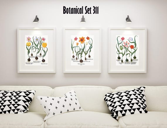 Botanical Print Set of 3 Framed Botanical Art Vintage Floral