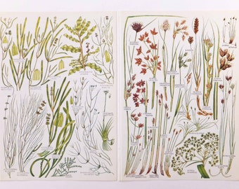 Botanical Drawings - vintage botanical grass illustrations - old botanical prints of grasses - grass pictures