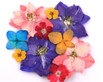 Pressed flowers mix, larkspur, hydrangea, verbena, bridal wreath
