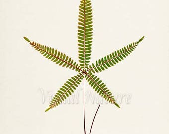 Lip Fern Art Print, Botanical Art Print, Fern Wall Art, Fern Print, Botanical Print, Home Decor, green art print