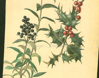 Antique Print, HOLLY English plants, Edwardian chart beautiful wall art vintage color lithograph illustration 1970 garden