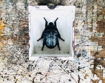 Faux Taxidermy Beetle||Gift For Entomologists||Curiosities||Oddities||OOAK