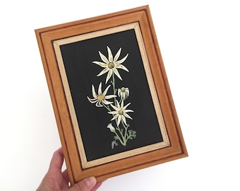 Framed Flannel Flower Botanical Painting