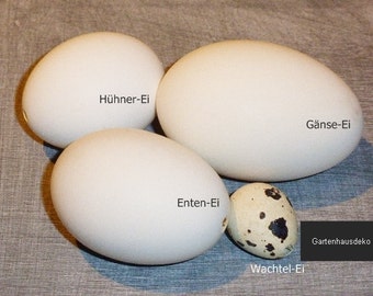 Chicken Eggs quail ducks-goose eggs