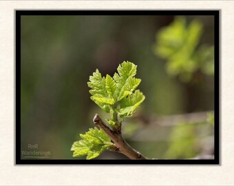 New Life - Fine Art Print