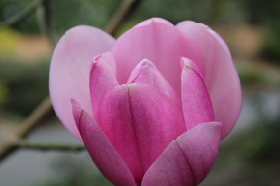 Pink Magnolia--matted black framed silver signed photo of a flower