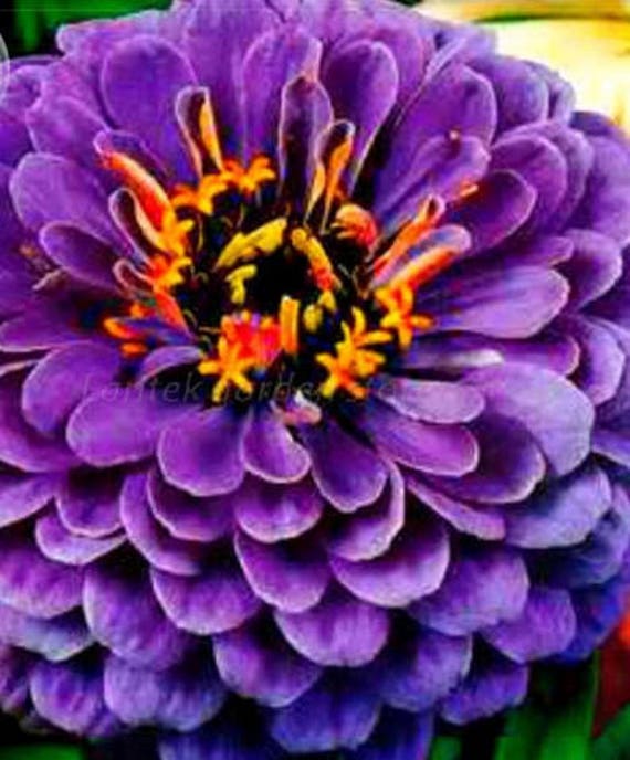 50 fresh Seeds Rare Zinnia garden flowers in 5 colors