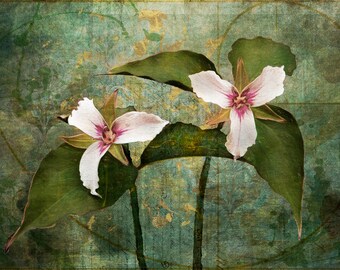 Wavy Trillium, trillium undulatum