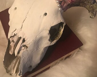 Pearl Taxidermy Skull