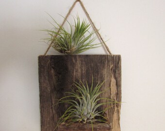 Reclaimed Wood Air Plant Wall Holder