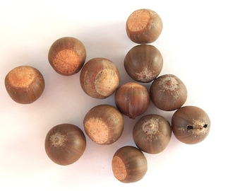 Small Pin Oak Acorn Nuts, Quantity of 28, Hoop17