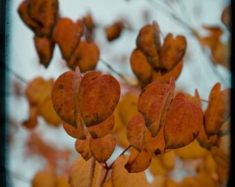 Blue Orange Leaves Photograph--Fall Colors-- TTV Fine Art