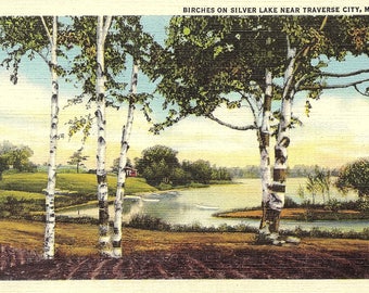 Traverse City, Michigan, Silver Lake, Birches - Vintage Postcard - Postcard - Unused (Q)