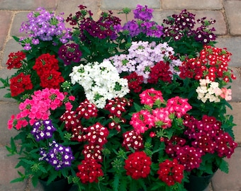 0.2g (approx. 80) garden verbena seeds VERBENA HYBRIDA brightly colored fragrant blossom <Fresh seeds - Best before 12.2019!>