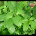 Green Jute seeds,Saluyot, Molokhia,Corchorus olitorius-Vegetable Egyptian spinach seeds (rau day) 3300-3600 seeds (9g)