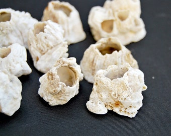10 barnacles in white, rugged beach decor, coastal decor, sea shells, wedding decor, ocean decor, natural coral