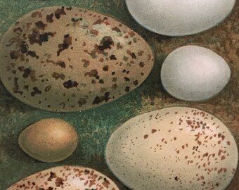 Antique Original Print 1901 British Birds Eggs