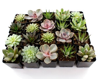 Bulk Succulents Flat of 30 2.25” Mixed Varieties - Beach House Decor, Succulent Leaves, Succulent Garden Pot, Succulent Terrarium
