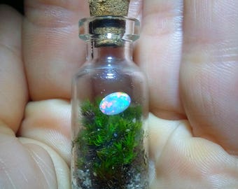 Piccolo Mondo miniature terrarium with an Opal