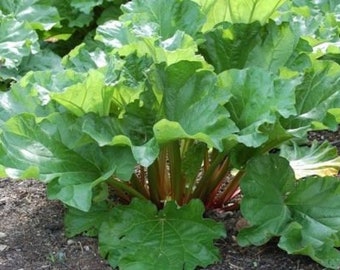 3 Live 3 - 6" inch Seedlings Rhubarb Victoria great fresh or Pie Jam sauce!