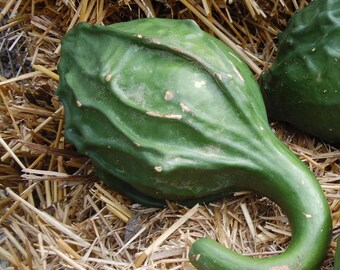 VGH) CAVEMAN CLUB Gourd~Seeds!!~~~~~~~~~~Big & Bold!!~~~Hardshell Variety!