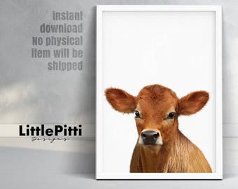 Calf print, baby cow farm animal print, modern nursery wall art, calf photo, cute farm animals, baby farm animals, little animals print