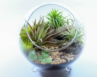 Air Plant Terrarium Kit - Beautiful Footed Orb Terrarium Features 3 Living Tillandsia, Driftwood, Moss, Sand, Pebbles and More. DIY Gift