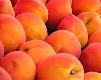 CONcentrated Peach Skin Safe Fragrance Oil 1 ounce