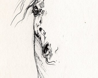 Arabian horse original pen drawing