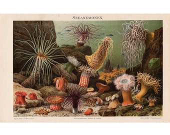 1894 ANTIQUE ANEMONES LITHOGRAPH original antique ocean sea life marine animal print