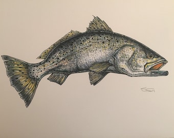 Spotted Seatrout Print