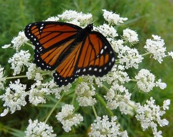 12 Wild Queen Anne's Lace ~Naturalize~Attracts Butterflys~Wildflower Garden