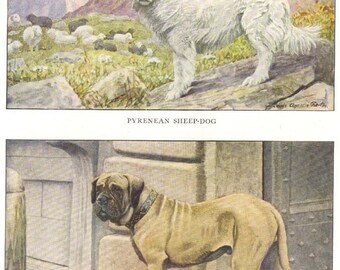 Vintage 1900s Pyrenean Sheep-Dog and Mastiff by Louis Agassiz Fuertes