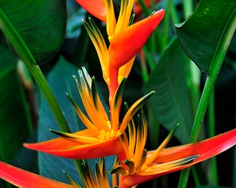 Heliconia exotic tropical plant rhizomes Psittacorum x spathocicinata Guyana one large to jumbo size with roots