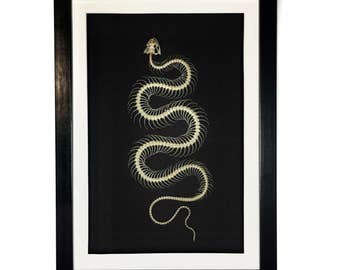 REAL White Lipped Viper Snake Skeleton Framed UK - Oddity, Taxidermy, Bones