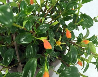 Goldfish Plant - Columnea Gloriosa Plant - 1 Plants - 6 " Long - Ship in 3" Pot
