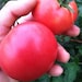 Organically Grown, non-GMO, Heirloom Rose Tomato Seed