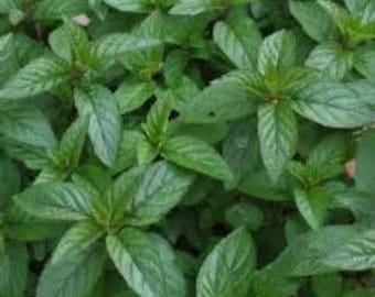 Black Peppermint 4" Plant