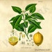 Citrus Lemon Köhler's Medizinal-Pflanzen - Printable Download - botanical plant poster - Vintage Clip Art for scrapbooking