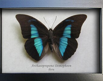 Blue Reflector Archaeoprepona Demophoon Real Butterfly In Shadowbox