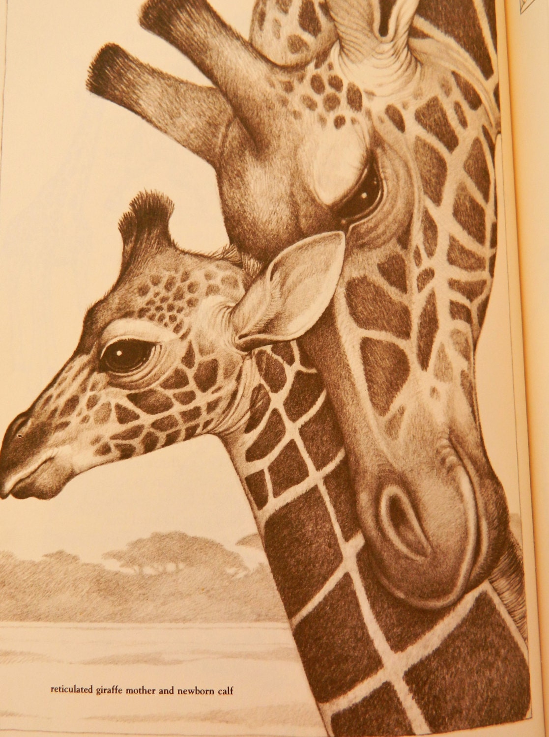 Children's Book Giraffes The Sentinels of the