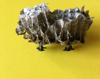 Paper wasps nest (one size available)
