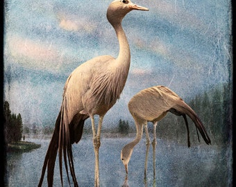Cranes at Yellowstone, 5x5 original, signed, fine art photograph